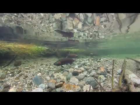 Watch a Female Salmon Dig Her Nest While Males Wait to Fertilize Her Eggs