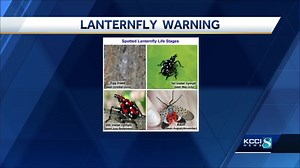 Colorful but destructive insect has been confirmed in Iowa says Department of Agriculture