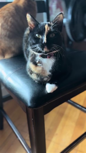 The lil master mind herself #mastermind #kittens #cat #tortitude #petsoftiktok