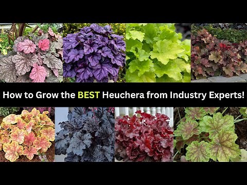 How to Grow Coral Bells