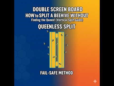 Double Screen Board: How to Split a Beehive WITHOUT Finding the Queen!