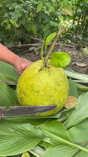 Unboxing Jeruk Pamelo: What to Expect