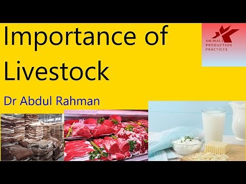 Importance of Livestock | Livestock farming | Livestock market