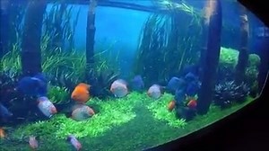 ► MEGA Aquarium im XXL Format ◄ Hier seht Ihr ein MEGA Aquarium im XXL Format. Das Aquarium fasst rund 14.500 Liter und stellt ein Biotop für die darin schwimmenden Diskusfische. Aquarien Deutschland wünscht Euch viel Spaß bei diesem atemberaubenden Anblick! © Video: Aquarium Architecture | Aquarien Deutschland