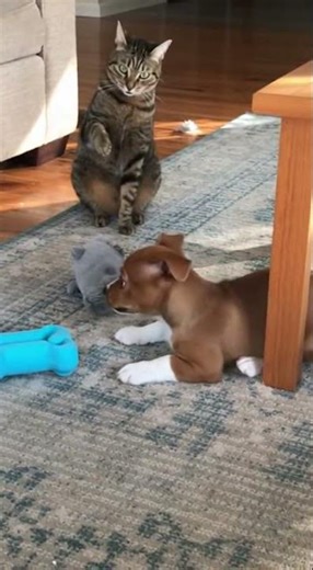 Cat vs. Dog: The Clumsy Play Fight That Went Hilariously Wrong| Babybee