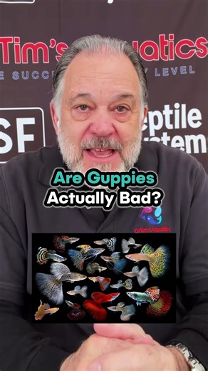 Understanding the Benefits of Keeping Guppies