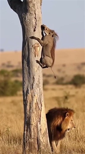 Crazy and funny animals.クレイジーで笑える動物 Hilarious pet moments caught on camera #funnyanimals #pets #cute