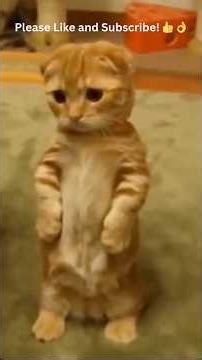 Warning: 🚨 These Cats Will Make You Cry Laughing! 😂 😹