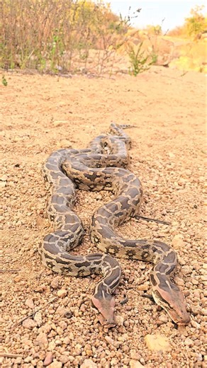 #Indian #rock python snakes 😱