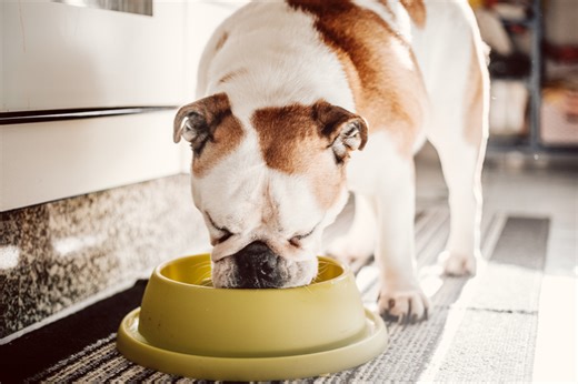 What to do if your pet is poisoned or eats something they shouldn’t