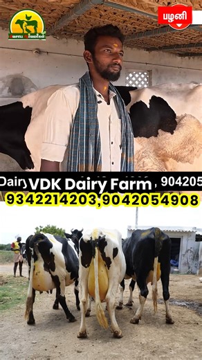 5.3K views · 75 reactions | #cows #agriculture #farming #milking #Palani #cowfarm @everyone @followers | விவசாய ஆர்வலர்கள் - Vivasaya Arvalargal | Facebook