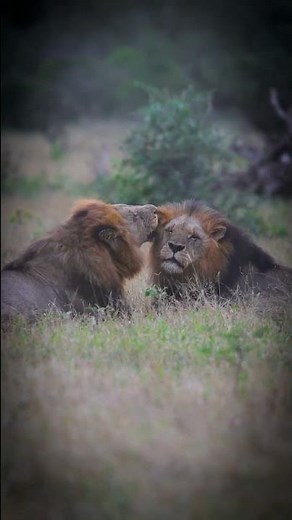 Lion Brothers showing Affection by Grooming - Kruger National Park South Africa