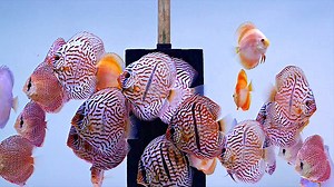 4.1K views · 252 reactions | Heckel Cross, Tiger Türkis, Blue Diamond, Spider Leopard Snakeskin und Millenium Golden Diskusfische bei der Fütterung #discus #discusselection #discusfarm #EuropaDiscusCenter | EuropaDiscusCenter | Facebook