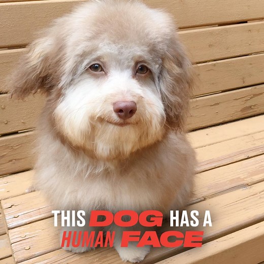 2.5M views · 127K reactions | I've never seen a dog with such human features before...  | LADbible | Facebook