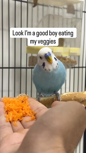 Mini showing his true colors😂 If you need any help about budgies just dm me 👍 Follow @budgie_tips for more . . . #budgiesofinstagram #budgie #budgielove #budgiegram #budgiebaby #budgies #budgerigar #parrot #budgerigars #cutebudgies #budgiebaby #birdbaby #babyparrot #cuteparrot #cuteparrots #babybudgie #parrotsofinstagram #parakeet #cutebudgie #budgielovers #budgiebird #parakeets #parrots #cuteparakeets #cutebudgerigar #cutebudgerigars #budgielover #budgielovers #budgiesofig #parrotlover | Budg