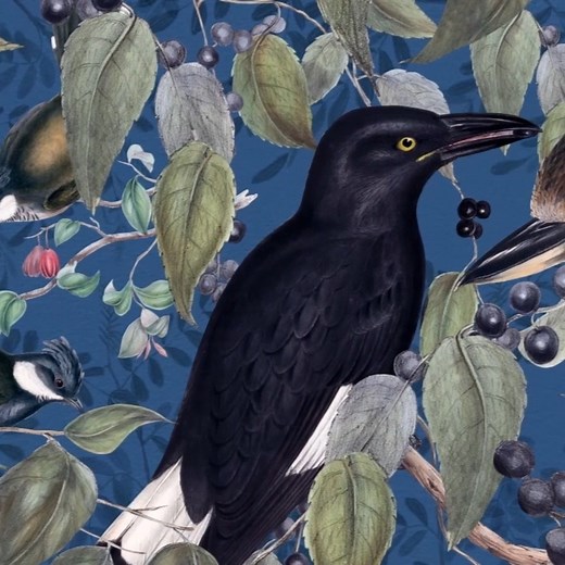 The Birds of Australia by John Gould was published in parts from 1840 to 1848, and was the first comprehensive survey of Australia’s unique birdlife. Published in eight volumes in London, the books contain over 680 colourful bird plates alongside lyrical descriptions of Gould’s collecting experiences from his two-year Australian expedition. His wife Elizabeth Gould accompanied him on his journey and is widely credited with the success of the publication, thanks to her talented illustrations. Few