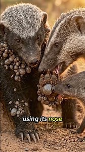 Tiny Mongoose Removes a Giant Tick From a Honey Badger’s Paw!