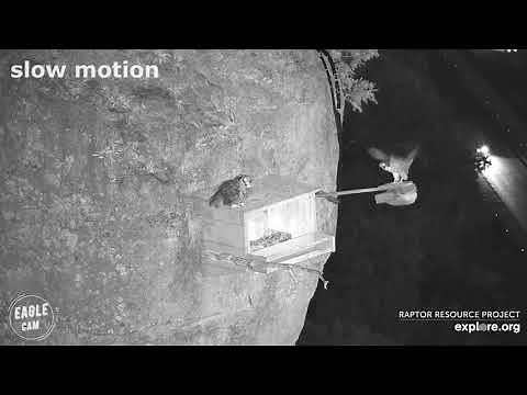 Great Horned Owl attacks Peregrine Falcon on nestbox cam + slo mo's ~ 09-16-2021