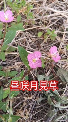 【昼咲月見草＆片喰み】ヒルザツキミソウとカタバミ。先人の名づけ方は秀逸ですね～ ＃山野草