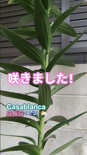 6/23 ユリの女王 開花 カサブランカ成長記 #plants #オリエンタル #百合 #casablanca #gardening #鉢植え #園芸