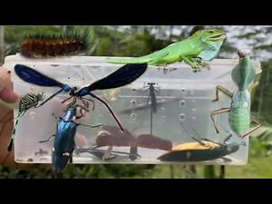 Insect catcher, collect insects, grasshoppers, spiders, flies, beautiful insects