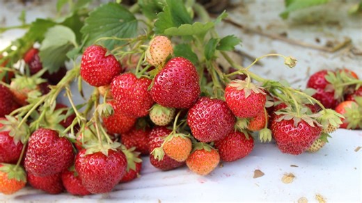 Cornell berry breeding program releases new strawberry and raspberry