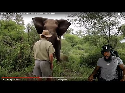 CAUGHT HIM LACKING!! 10 INSANE Animal Encounters In The Wild Caught on Camera!