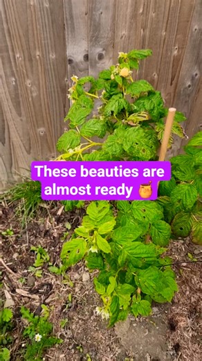Golden Raspberry Update | A hidden gem you probably never knew about | Watch These Beauties Ripen