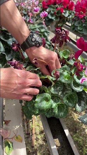 How to deal with gray mold #cyclamen #howtogethercyclamen #graymold #MasudaHorticulture