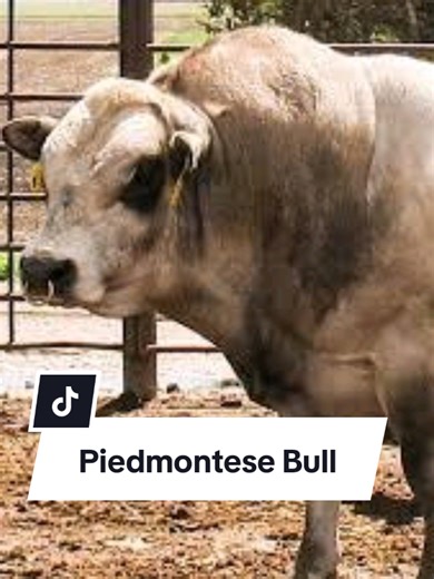 Discover the Unique Double Muscle Piedmontese Bull