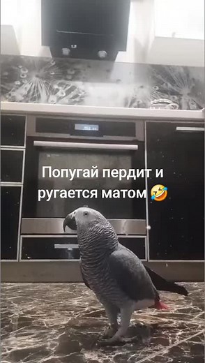 Funny Parrot Farting and Cursing Compilation