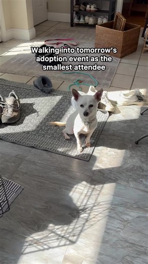 We don’t think you’re ready for this sweet little treat. Twinkie is 5-years-old, incredibly friendly and chill! Meet him TOMORROW, Saturday, February 28th, at our adoption event at Floor and Decor in Dorchester, MA! If you are interested in attending the event, please submit an adoption application prior to arriving (it’s quick and free). Only adopters with applications on file may enter the event space. Fully approved adopters can enter the event at 12pm. Adopters with applications in process c