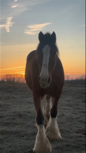 Nothing puts us more at ease than a sunset on the Ranch. 🌞 | Warm Springs Ranch
