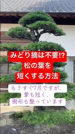 ここでしか見れない、黒松の剪定#黒松剪定 #松の剪定 #黒松 #庭師 #剪定 #造園業 #庭木剪定 #庭木の手入れ #みどり摘 #日本庭園 #庭仕事 JapaneseGarden #岡山 #倉敷