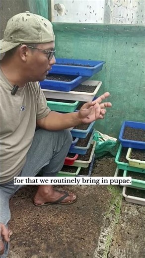 The Key to Maggot Cultivation #maggotbsf