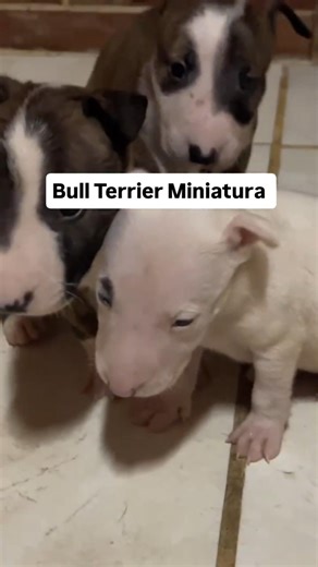 Bull Terrier Miniatura - Estamos crescendo...