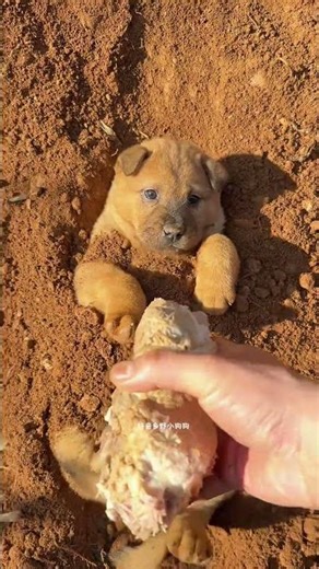 Little mud dog #Chinese pastoral dog #pastoralvibes dog #puppy #dog #rural puppy
