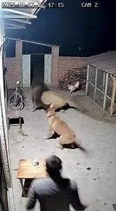1.6M views · 884 reactions | Lion Charges Into Family Courtyard...