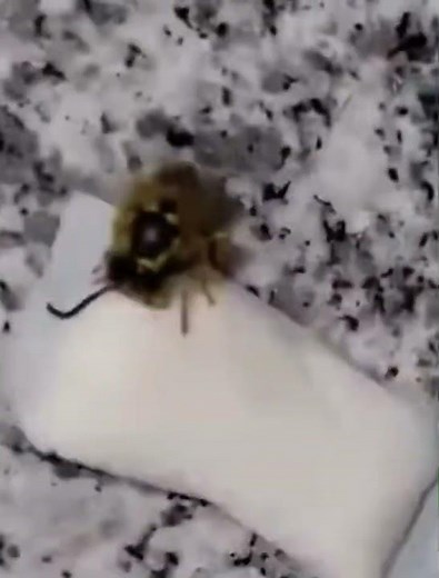 Gotta go fast meme ￼￼