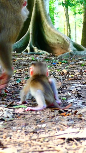 Tiny Baby Monkey’s Playtime in the Open Field: Witness This Incredibly Cute Newborn Exploring, Jumping, and Enjoying Its First Moments in the Wild, Capturing Hearts with Every Adorable Action! #babyanimals #reelsfb #leo #wildlife #animals #rainbow #Luna #monkey #cuteanimals #lynx #fblifestyle | Monkey Of Cambodia