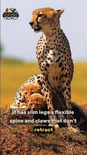 10 Mind-Blowing Facts About Cheetahs You Never Knew