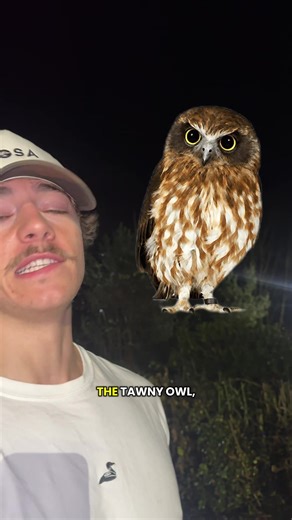 Did you know this about the Tawny Owl? The high-pitched twit is some by the female and a male follows up with twoo. An interesting fact to start the day and hopefully I’ll get to see one of these owls someday! ##tawnyowl#o#owlw#wildlifec#cumbrian#nature