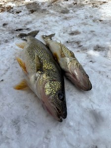 115K views · 644 reactions | The WALLEYE RUN is here!  Today, I took a ride down to my local dam in Marinette, WI and talked with local angler Dennis Smejkal about fishing there, in the Menominee River. He caught a nice walleye while I was there and had some other interesting things to say. CHECK IT OUT! ✅ #walleyefishing #walleye #fish #lures #fyp #menomineeriver #marinette #wisconsin #menominee #michigan #sunnyday #outdoors #fishing | Ed the Diver | Facebook
