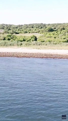 Drone Photographer Spots Exceptional Sight of Sandbar Sharks Teeming in Hamptons Waters