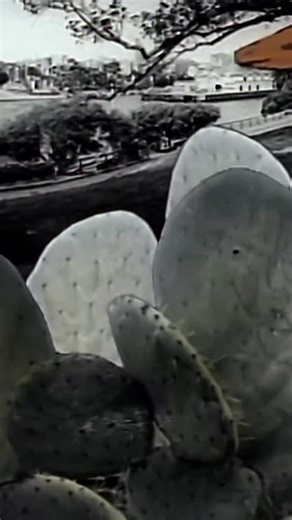 What’s your favorite INXS music video? 🤔 | INXS