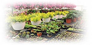 Annuals vs. Perennials