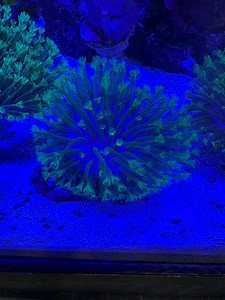 Saltwater Reef Toadstool (WYSIWYG) - Etsy