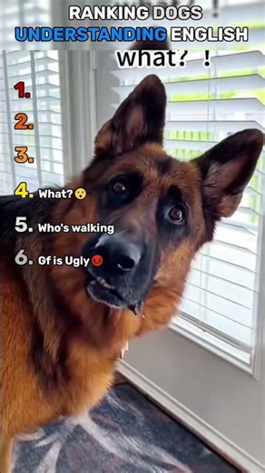 Ranking Dogs Understanding English (Part 1) #dog #shorts #viral
