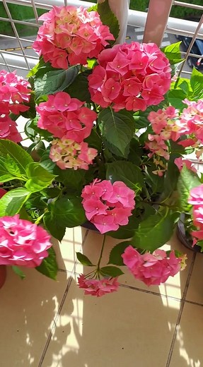 Janina Grenda on Reels