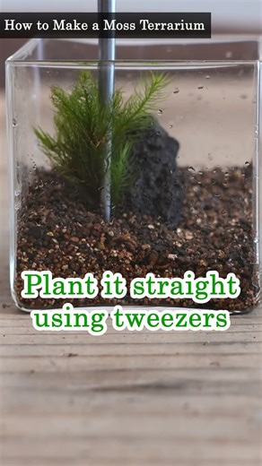 How to make a moss terrarium. Beginner's guide #moss #terrarium